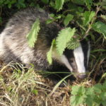 A badger amongst some undergrowth.