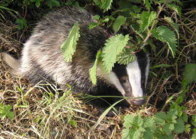 Badger Cull Legal Challenges
