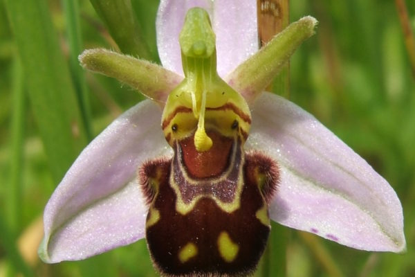 Bee Orchid on Upper Seeds, Wytham Wood