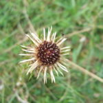 A Carline Thistle seed head