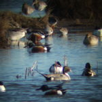 Shoveler and mallard ducks on a pool. A Pintail is prominent in the centre of the image.
