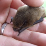 A Pipistrelle held in an ungloved human hand