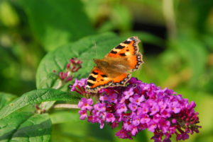 Small tortoiseshell feeding on a Buddleia flower