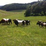 Some Belted Galloway cattle grazing on chalk grassland.