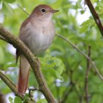 A portrait of a a Common Nightingale, Luscinia megarhynchos in a dog rose busy surrounded by green leaves and thorny branches.