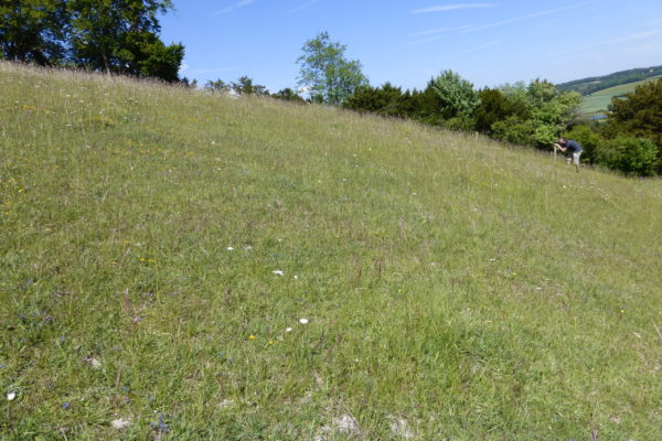 Chalk grassland