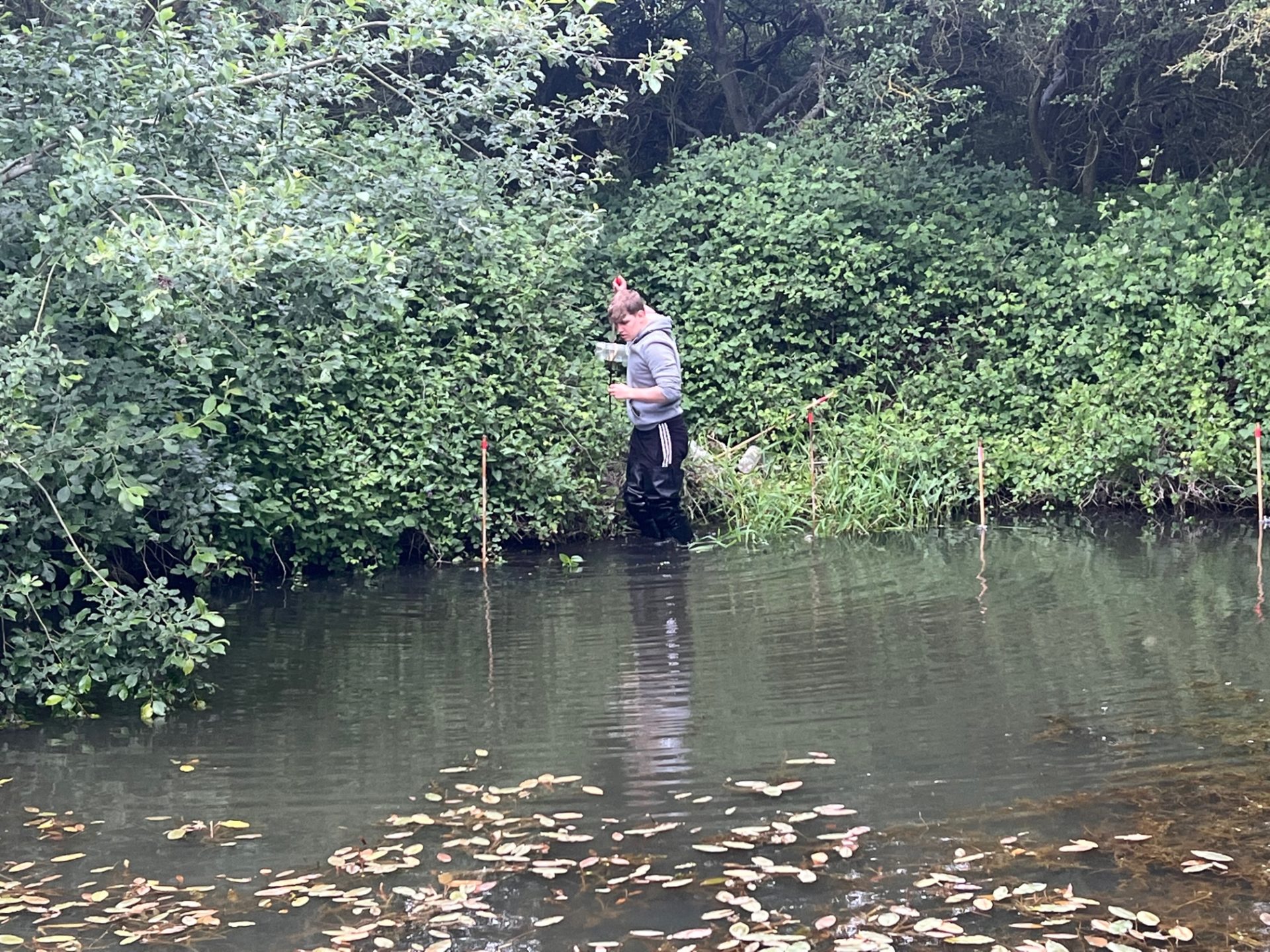 A man in waders walking through water at the edge of a pond whilst doing some great crested newt monitoring.