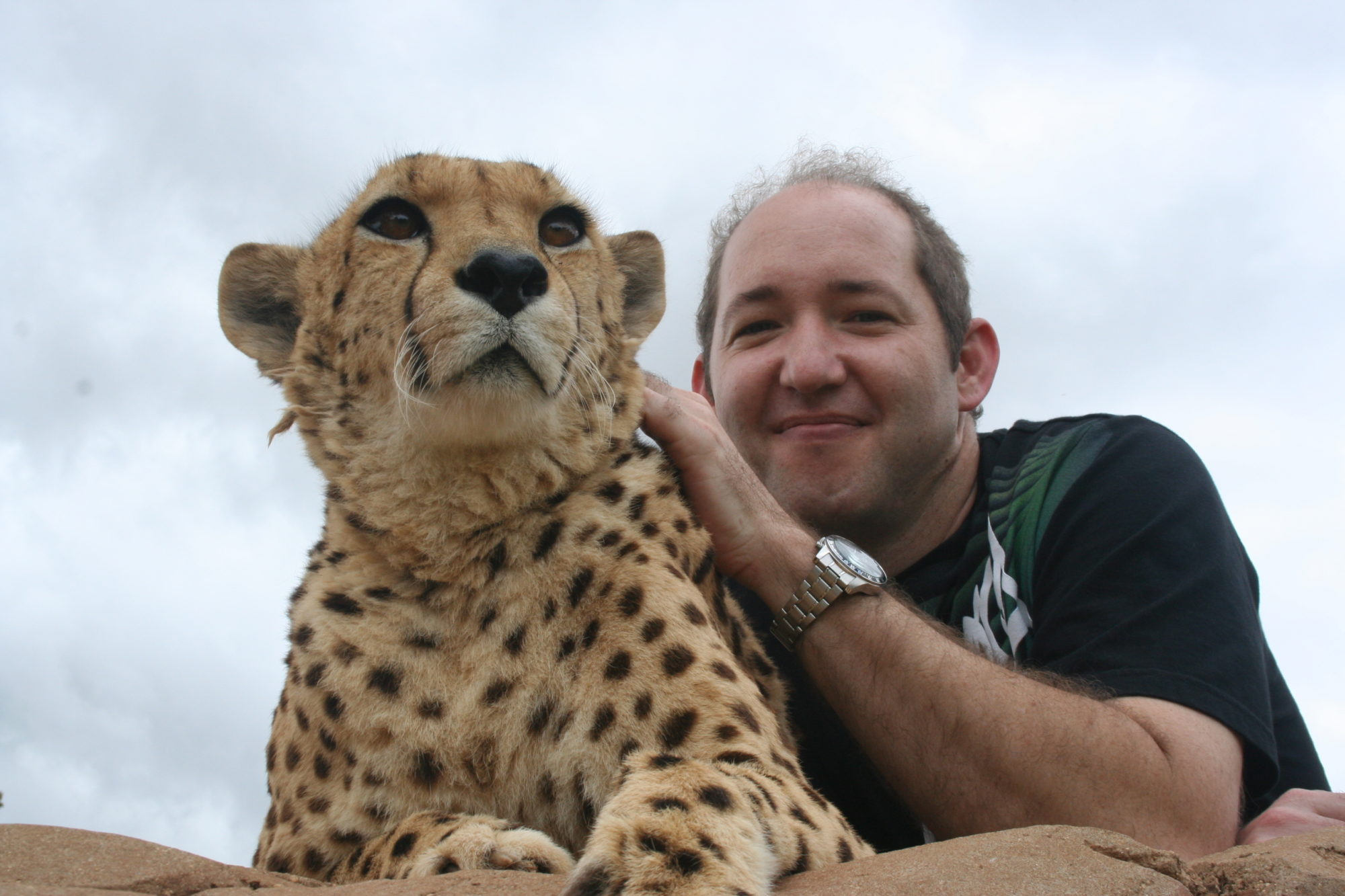 A man stroking a cheetah photographed from below